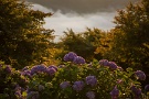 03 朝日に染まる紫陽花も雨の紫陽花とは違う風情があります。Canon EOS 5D Mark IV　Canon EF24〜105mmF4