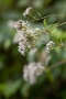 03 早くも秋の七草の一つ、藤袴が咲きはじめていました。Canon EOS 5D Mark IV　Canon EF300mmF4