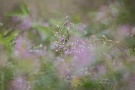 01 今日から秋分まで二十四節気の白露です。野は秋の花の盛り。Canon EOS 5D Mark IV　Canon EF300mmF4
