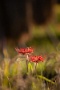 03 今年の曼珠沙華は…群生している様なところはほとんど花芽が刈られていました。高麗の巾着田もそうですが、コロナ対策で花も災難です。でも畔には多少咲いています。Canon EOS 5D Mark IV　Canon EF300mmF4