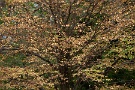 07 甘い香り漂うこの季節の桂の森はちょっとした楽しみです。Panasonic LUMIX GX7　Panasonic G VARIO HD 14-140mm