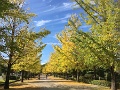 01 秩父ミューズパークの銀杏並木の今日の様子です。ジョギングがてら撮影しました。iPhone SE
