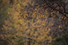 02 晩秋を思わせる枯葉。この季節「滅びの美」と言う言葉が頭を過ぎります。Canon EOS 5D Mark IV　Canon EF300mmF4