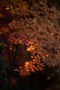 04 ちなみに沖縄では晩秋の暑い日を小夏日和と呼ぶそうです。さて、夕日に映える紅葉は本当に艶やかです。Canon EOS 5D Mark IV　Canon EF300mmF4