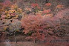 01 秩父の里ではいよいよ紅葉も終わり際。周りの木々が冬枯れしていく中、最後の輝きを放つ「冬紅葉」の季節です。Canon EOS 5D Mark IV　Canon EF70〜200mmF4