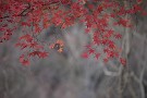 03 冬枯れた木々と紅葉の赤のコントラストが印象的でした。Canon EOS 5D Mark IV　Canon EF70〜200mmF4