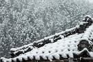 01 今シーズン初の本格的な雪となりました。秩父では大雪も予報されましたが、2cmほどの積雪となりました。NIkon COOLPIX P950