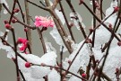 02 咲き始めた紅梅も雪化粧です。NIkon COOLPIX P950