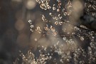 01 秩父地方の最高気温は昨日21.7℃、今日は21.8℃と4月下旬の陽気となりました。暖かさに誘われて梅園の梅も一気に開花が進んでいます。Canon EOS 5D Mark IV　Canon EF300mmF4