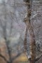 05 春を待つ木々には水滴が芽吹きを誘います。Canon EOS 5D Mark IV　Canon EF300mmF4