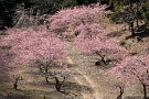 01 今日は春のお彼岸の中日。野も春の色に染まってきました。今日は今週撮影した春の山里をお楽しみください。Panasonic LUMIX GX7　Panasonic G VARIO HD 14-140mm