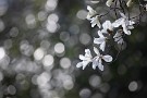 04 眩しいほど純白の花びらが春風にそよぎます。Canon EOS 5D Mark IV　Canon EF300mmF4
