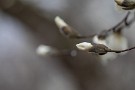 02 コブシの蕾はそんな春の雨を喜んでいるようです。Canon EOS 5D Mark IV　Canon EF300mmF4