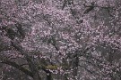 07 早咲きの桜はもう見頃となってきました。Canon EOS 5D Mark IV　Canon EF300mmF4