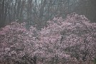 10 いよいよ秩父でもソメイヨシノが咲き出し春本番を迎えようとしています。Canon EOS 5D Mark IV　Canon EF300mmF4