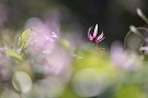 02 堅香子（かたかご）はカタクリの古名。万葉の昔から愛されて来た花です。Canon EOS 5D Mark IV　Canon EF300mmF4