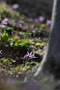 03 カタクリが咲き始めると森も一気に華やぎます。Canon EOS 5D Mark IV　Canon EF300mmF4