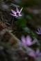 04 木陰にひっそり咲いている花が印象的でした。Canon EOS 5D Mark IV　Canon EF300mmF4