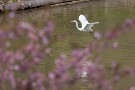08 桜越しに白鷺が優雅に舞って行きました。次回は清雲寺の枝垂桜をお送りします。Canon EOS 5D Mark IV　Canon EF300mmF4