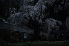 01 今日は月光に浮かび上がる清雲寺の枝垂桜をお楽しみください。Canon EOS 5D Mark IV　Canon EF24〜105mmF4