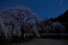 03 ライトアップやLED照射もいいですが、月明かりに浮かび上がる桜はえも言われぬ程神秘的です。Canon EOS 5D Mark IV　Canon EF24〜105mmF4