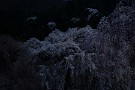 06 こんな誰もいない夜の静寂のなか、頭をよぎるのは坂口安吾の「桜の森の満開の下」…とても怖くて後ろを振り返れません((( ；ﾟДﾟ)))  Canon EOS 5D Mark IV　Canon EF24〜105mmF4