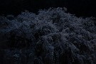 07 そう言えば昔フィルムで撮っていた頃、満月の清雲寺の桜を撮影したことがありました。Canon EOS 5D Mark IV　Canon EF24〜105mmF4