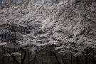 02 秩父の桜はちょうど先週中頃に満開となり、今日現在はもう散り始めています。今年はあっという間の桜の季節でした。Canon EOS 5D Mark IV　Canon EF70〜200mmF4
