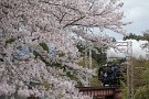 10 浦山口駅も桜の名所です。Canon EOS 5D Mark IV　Canon EF70〜200mmF4