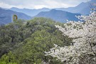 10 でも、遅咲きの桜もまだまだ頑張ります。Canon EOS 5D Mark IV　Canon EF70〜200mmF4