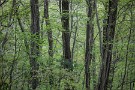 01 新緑の森は毎日その色を変えます。Canon EOS 5D Mark IV　Canon EF70〜200mmF4