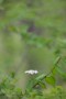 06 白い紫陽花のようなミズキの花です。Canon EOS 5D Mark IV　Canon EF300mmF4