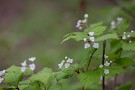 07 白く可愛いオトコヨウゾメの花です。なぜ「オトコ」という名を冠しているのかはよく分かりません^^; Canon EOS 5D Mark IV　Canon EF300mmF4