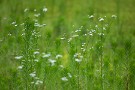 06 庭に生えていれば真っ先に毟られる雑草も野では活き活きとしています^^;  Canon EOS 5D Mark IV　Canon EF300mmF4