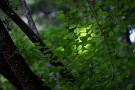 06 木漏れ日の森にはニイニイゼミの蝉時雨が降り注ぎます。Canon EOS 5D Mark IV　Canon EF300mmF4