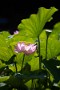 03 逆光に透ける花びらが綺麗です。Canon EOS 5D Mark IV　Canon EF300mmF4