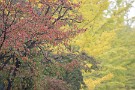 06 桜の赤と銀杏の黄色の美しいコントラストが楽しめる季節です。Canon EOS 5D Mark IV　Canon EF300mmF4