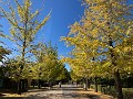 04 秩父ミューズパークの銀杏並木はここ数日の冷え込みで大分色付いてきました。まだ緑の木も多いので、今週末〜来週中頃あたりから見頃に入るでしょう。 iPhone SE