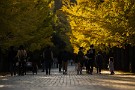 01 秩父ミューズパークの銀杏並木も見頃となりました。今日は今週末撮影した、夕日に輝く秋の公園の週末風景をお楽しみ下さい。Canon EOS 5D Mark IV　Canon EF300mmF4