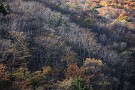 05 日陰の山肌にはすでに葉を落とした木々が目立ちました。Canon EOS 5D Mark IV　Canon EF70〜200mmF4
