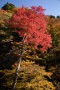 02 この辺りの紅葉は女郎もみじと呼ばれ、中津川渓谷の白眉です。Canon EOS 5D Mark IV　Canon EF24〜105mmF4