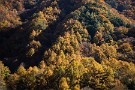 07 中津川渓谷奥のお気に入りの場所です。山肌を彩る落葉松の黄葉が晩秋の陽に輝き、これから迎える冬の厳しさを前に束の間の安らぎを感じさせます。Canon EOS 5D Mark IV　Canon EF24〜105mmF4
