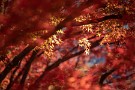 03 今年の紅葉は冷え込み出すのが例年よりだいぶ遅れたため傷んだ葉や緑の葉も多く、例年と比べると物足りない感じです。Canon EOS 5D Mark IV　Canon EF70〜200mmF4