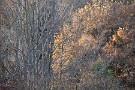 02 葉を落とした木々とまだ葉の残る木々、それらを優しく包み込む初冬の日差しです。Canon EOS 5D Mark IV　Canon EF70〜200mmF4
