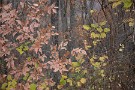 01 森が色を失う前、束の間の輝きを放ちます。どこか懐かしく、色褪せた中に言いようのない安らぎを抱きながら。そんな森の秋に終わりを告げる彩りをお楽しみ下さい。Canon EOS 5D Mark IV　Canon EF24〜105mmF4