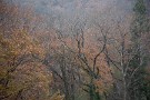 09 現在ではほとんどの木が葉を落として、すっかり冬の姿になっています。春まで静かな眠りについた山里の森です。Canon EOS 5D Mark IV　Canon EF70〜200mmF4
