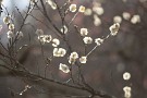05 梅園の梅もまだ咲き始め、それでも綺麗な梅を選んで撮影しました。Canon EOS 5D Mark IV　Canon EF300mmF4
