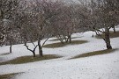 03 秩父では市街地の積雪はありませんでしたが、小高いミューズパークではうっすらと雪が積もりました。Canon EOS 5D Mark IV　Canon EF70〜200mmF4