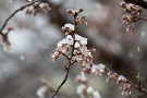 03 咲き始めた山桜も雪化粧していました。Canon EOS 5D Mark IV　Canon EF70〜200mmF4