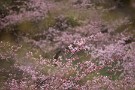 09 周辺では河津桜が見頃です。ソメイヨシノはやっと咲き始めました。Canon EOS 5D Mark IV　Canon EF300mmF4